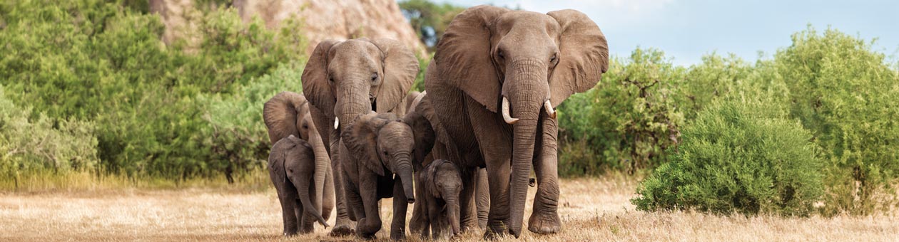 elephnts