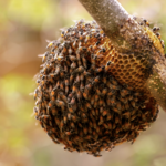 honey beehive