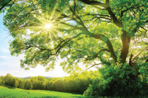 Sun ray shining through tree